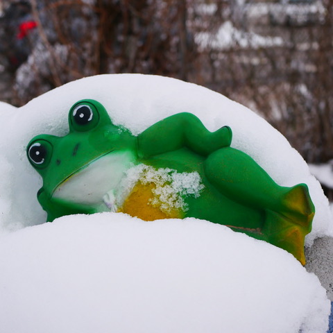 vinter groda